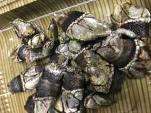 屋久島貝料理特選 亀の手 味噌汁 レシピ 作り方 By こっちたん クックパッド 簡単おいしいみんなのレシピが353万品