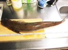 エソ 刺身 高級魚 レシピ 作り方 By Miio5000 クックパッド 簡単おいしいみんなのレシピが354万品