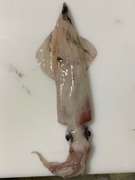 ヤリイカ ケンサキイカ シロイカの捌き方 レシピ 作り方 By ファットマン小川 クックパッド 簡単おいしいみんなのレシピが356万品