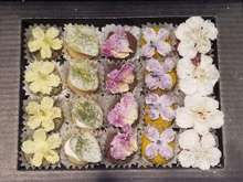 身近な花で作る宝石 お花の砂糖漬け レシピ 作り方 By 世界の台所探検家 クックパッド 簡単おいしいみんなのレシピが349万品
