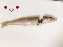 基本 キスの捌き方 刺身編 レシピ 作り方 By 料理愛好家五郎左衛門 クックパッド