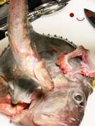 基本 マトウダイの捌き方 お刺身まで レシピ 作り方 By ファットマン小川 クックパッド 簡単おいしいみんなのレシピが356万品