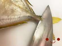 カイワリの捌き方 刺身まで 鯵の仲間 レシピ 作り方 By ファットマン小川 クックパッド 簡単おいしいみんなのレシピが354万品