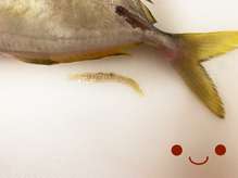 カイワリの捌き方 刺身まで 鯵の仲間 レシピ 作り方 By ファットマン小川 クックパッド 簡単おいしいみんなのレシピが354万品