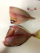 カイワリの捌き方 刺身まで 鯵の仲間 レシピ 作り方 By ファットマン小川 クックパッド 簡単おいしいみんなのレシピが354万品