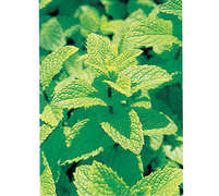 大根とグレープフルーツのミントサラダ レシピ 作り方 By イオン クックパッド 簡単おいしいみんなのレシピが357万品