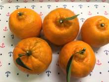 まるで缶詰め 皮むきみかん レシピ 作り方 By りりゆり クックパッド 簡単おいしいみんなのレシピが357万品