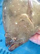 ヒラメの潮汁 レシピ 作り方 By 明石浦漁業協同組合 クックパッド 簡単おいしいみんなのレシピが366万品