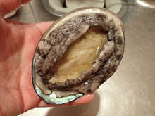 電子レンジでアワビの酒蒸し レシピ 作り方 By あおもりの肴 クックパッド 簡単おいしいみんなのレシピが364万品