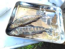 渓流の女王 アマゴの炭火焼き レシピ 作り方 By 北広島町協力隊 クックパッド 簡単おいしいみんなのレシピが366万品