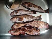 まるごとバリッバリ カサゴの唐揚げ レシピ 作り方 By さくるど クックパッド 簡単おいしいみんなのレシピが359万品