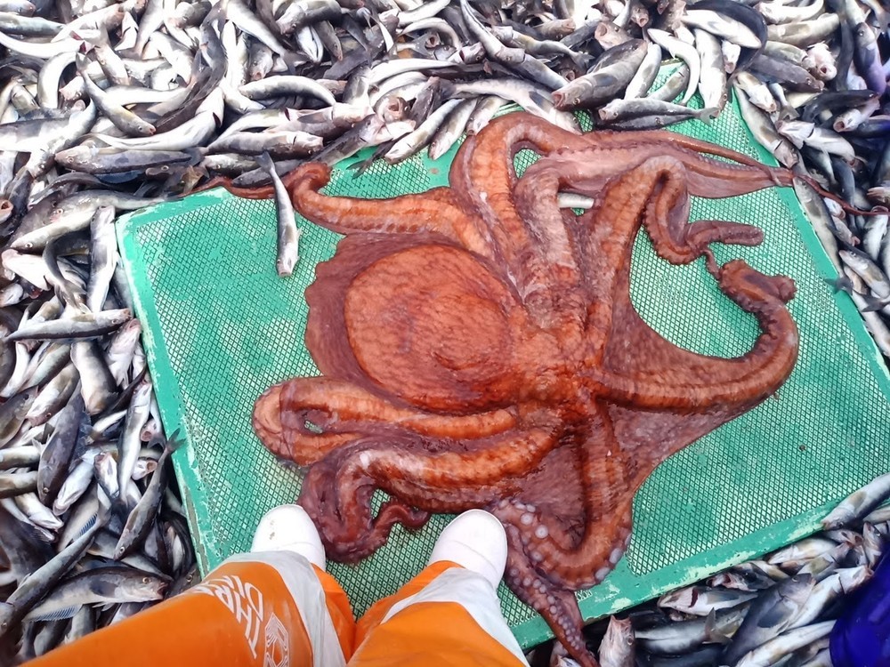 活きた水ダコのお刺身と 下処理と皮むきと レシピ 作り方 By さくるど クックパッド 簡単おいしいみんなのレシピが362万品