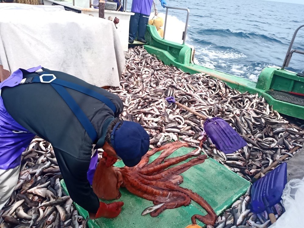 活きた水ダコのお刺身と 下処理と皮むきと レシピ 作り方 By さくるど クックパッド 簡単おいしいみんなのレシピが362万品