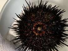 誰でも捌けるウニの捌き方 レシピ 作り方 By ファットマン小川 クックパッド 簡単おいしいみんなのレシピが361万品