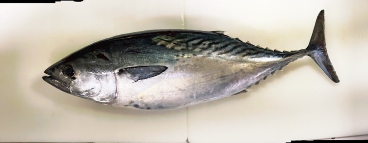 全身トロ スマの捌き方 カツオも同じ レシピ 作り方 By ファットマン小川 クックパッド 簡単おいしいみんなのレシピが364万品