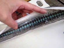 ダツの刺身 レシピ 作り方 By あおもりの肴 クックパッド 簡単おいしいみんなのレシピが353万品