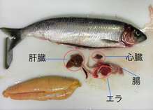 ニシンの捌き方 お刺身まで A レシピ 作り方 By ファットマン小川 クックパッド 簡単おいしいみんなのレシピが360万品