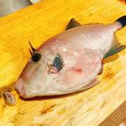 ウマヅラハギの刺身 ウマヅラの捌き方 レシピ 作り方 By 1cchie クックパッド 簡単おいしいみんなのレシピが371万品