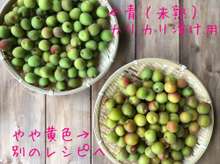 梅講師直伝 小梅のカリカリ漬け 袋漬け レシピ 作り方 By 梅ミッキー クックパッド 簡単おいしいみんなのレシピが358万品