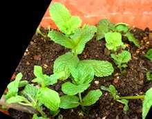 ミントの葉飾り用 2週間 長持ち方法 レシピ 作り方 By Koiko亭 クックパッド 簡単おいしいみんなのレシピが357万品