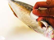 初心者が初めて捌く カンパチの下処理方法 レシピ 作り方 By ミチェラン曹長 クックパッド 簡単おいしいみんなのレシピが359万品