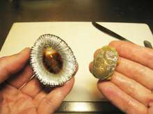 マツバガイの刺身 With 肝醤油 レシピ 作り方 By 酒粕酒器 クックパッド 簡単おいしいみんなのレシピが364万品