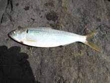 コノシロの刺身 レシピ 作り方 By 哲学する猫 クックパッド 簡単おいしいみんなのレシピが371万品