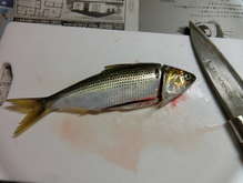 コノシロの刺身 レシピ 作り方 By 哲学する猫 クックパッド 簡単おいしいみんなのレシピが371万品