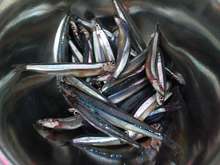 きびなごの刺身 レシピ 作り方 By ゆきを8 クックパッド 簡単おいしいみんなのレシピが361万品