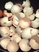 犬用 卵の殻パウダー レシピ 作り方 By Vitaminy クックパッド 簡単おいしいみんなのレシピが360万品