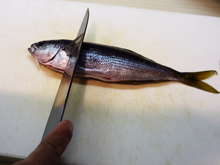 出刃がなくても魚を捌こう！タカベの刺身編