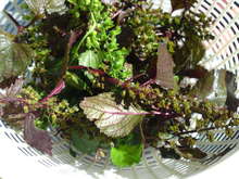 紫蘇の実 花穂 の天ぷら レシピ 作り方 By 武茶志 クックパッド 簡単おいしいみんなのレシピが360万品