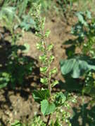 紫蘇の実 花穂 の天ぷら レシピ 作り方 By 武茶志 クックパッド 簡単おいしいみんなのレシピが360万品