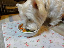 犬ごはん 野菜たっぷり豚肉うどん レシピ 作り方 By Suuco クックパッド 簡単おいしいみんなのレシピが372万品