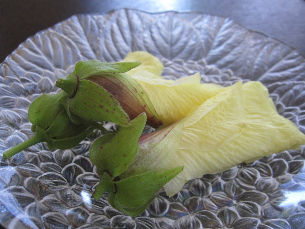 花オクラの天ぷら レシピ 作り方 By Ha Mami クックパッド 簡単おいしいみんなのレシピが352万品