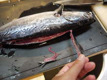 魚を捌こう ヒラソウダ カツオ 編 レシピ 作り方 By 戦うコックサン クックパッド 簡単おいしいみんなのレシピが362万品