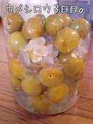 冷凍穴あけ灰汁抜きなし超簡単 梅シロップ レシピ 作り方 By Da Abll39 クックパッド 簡単おいしいみんなのレシピが358万品