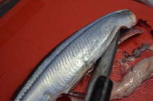 さんまのお刺身 さんまのさばき方 レシピ 作り方 By Hiroマンマ クックパッド 簡単おいしいみんなのレシピが364万品