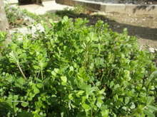 身近な春の山菜 カラスノエンドウの天ぷら レシピ 作り方 By 黒鯛チヌ子 クックパッド 簡単おいしいみんなのレシピが373万品