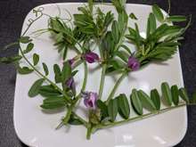 身近な春の山菜 カラスノエンドウの天ぷら レシピ 作り方 By 黒鯛チヌ子 クックパッド 簡単おいしいみんなのレシピが373万品