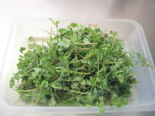 身近な春の山菜 カラスノエンドウの天ぷら レシピ 作り方 By 黒鯛チヌ子 クックパッド 簡単おいしいみんなのレシピが373万品