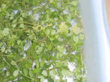 身近な春の山菜 カラスノエンドウの天ぷら レシピ 作り方 By 黒鯛チヌ子 クックパッド 簡単おいしいみんなのレシピが373万品