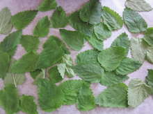 ドライ レモンバーム ハーブソルト レシピ 作り方 By こずっぺ クックパッド 簡単おいしいみんなのレシピが361万品