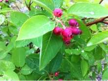 赤紫の高貴なお味 ジューンベリージャム レシピ 作り方 By Uzutabi クックパッド 簡単おいしいみんなのレシピが365万品