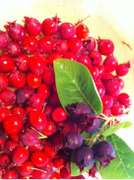 赤紫の高貴なお味 ジューンベリージャム レシピ 作り方 By Uzutabi クックパッド 簡単おいしいみんなのレシピが365万品