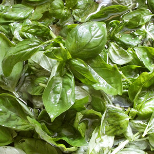 穴の開いた葉っぱを生で食べる時の注意 のつくれぽ クックパッド 簡単おいしいみんなのレシピが357万品