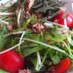 ツナ（シーチキン）とトマトで水菜サラダ