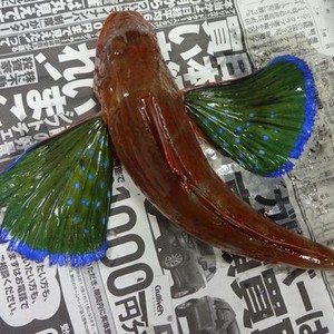 ほうぼうの酒蒸し レシピ 作り方 By 単 クックパッド 簡単おいしいみんなのレシピが354万品