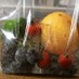 果実がシュワシュワ⁉炭酸フルーツ