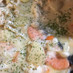 ✿鮭と野菜のチーズクリーム煮✿